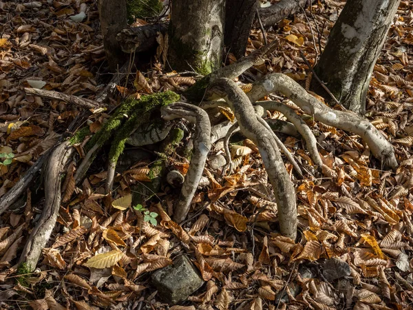 世界で最も幽霊の多い森の一つであるホイアンの奇妙な木の根 ナポカ トランシルヴァニア ルーマニア — ストック写真