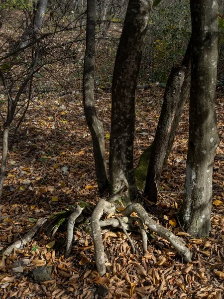 Raízes Árvores Estranhas Floresta Hoia Baciu Uma Das Florestas Mais — Fotografia de Stock