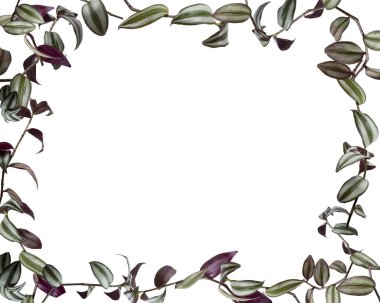 Beyaz arkaplanda izole edilmiş süs yaprakları olan çerçeve.