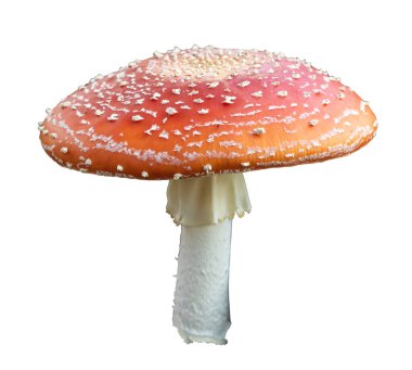 Beyaz arka planda izole edilmiş Amanita Muscaria mantarları yakın çekim. Yenilemez bir mantar..