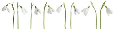 Collection of snowdrop flowers  isolated on white background.