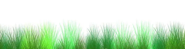 Трава Кордону Ізольовані Білому Тлі — стокове фото