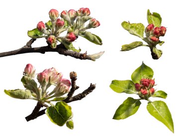 Beyaz arkaplanda izole edilmiş elma çiçekleri koleksiyonu.