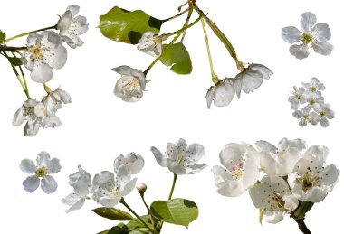 Beyaz arkaplanda izole edilmiş kiraz çiçekleri koleksiyonu.
