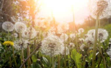 Gün batımında karahindiba ile güzel bir arka plan. 