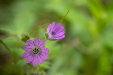 Yeşil doğal arka planda küçük sardunya çiçekleriyle yakın plan.. 