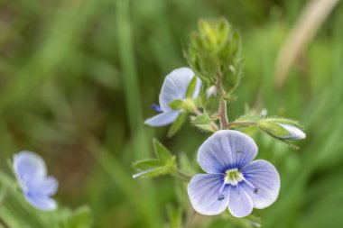 Veronica Chamaedrys 'e yakın plan, çiçekleri doğal yeşil arka plan üzerinde dağıtıyor.. 