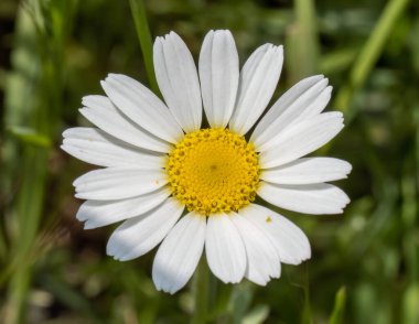 Doğal yeşil arka planda papatya çiçeğine (Leucanthemum vulgare) yakın plan. 