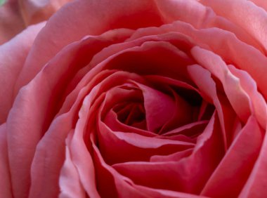 Pembe gülle yakın plan. Çiçek ayrıntıları.