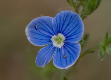 Veronica Chamaedrys ile yakın plan doğal yeşil arka plan çiçekleri. 