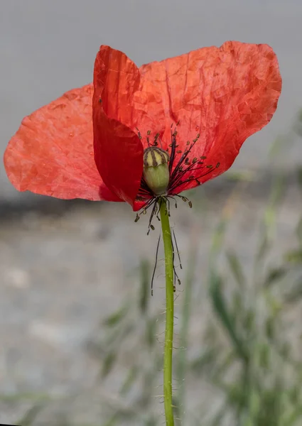 Photography Poppy Flower Details — Stock Photo, Image