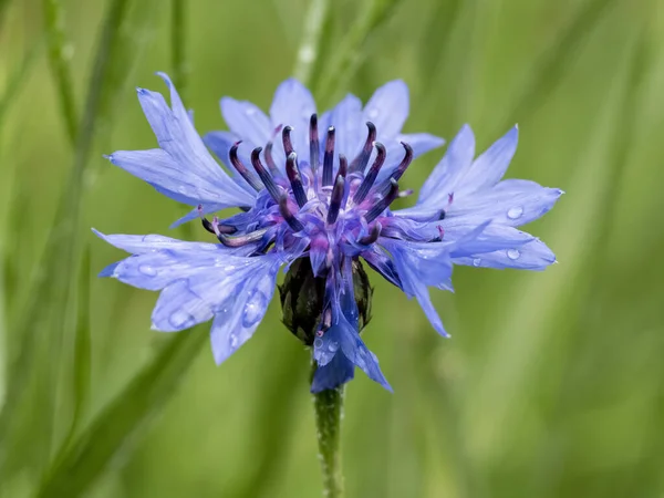 Gros Plan Avec Des Fleurs Bleuet Centaurea Cyanus Avec Des — Photo