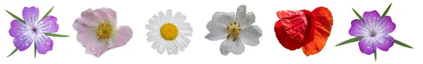 带水滴的野花 在白色背景上隔绝 — 图库照片