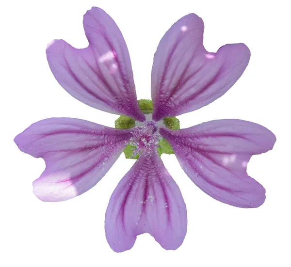 stock image Wilde Malve flower ( malva sylvestris ), a medicinal plant flowers isolated on white background. 