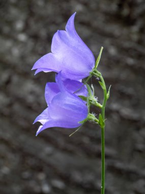 Şeftali yapraklı çan çiçeği (Campanula persifolisi)