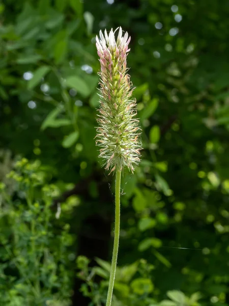 Primer Plano Con Trifolium Angustifolium Trébol Carmesí Hoja Estrecha Sobre — Foto de Stock