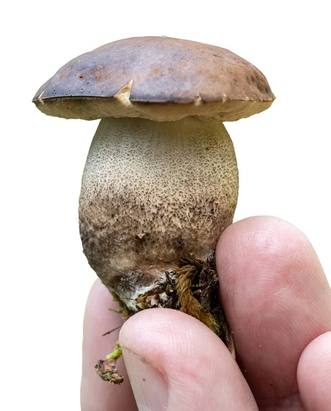 手里拿着小蘑菇 白色背景隔离 — 图库照片