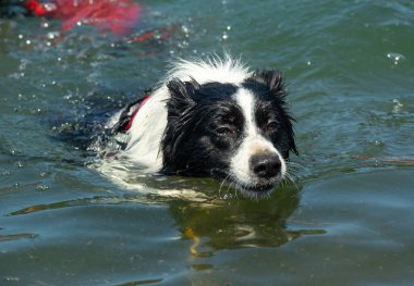 Sambotin, Gorj, Romanya 18 Temmuz 2023: Sambotin Gölü 'nde bir kurtarma köpeğiyle Kova 2023 Su kurtarma tatbikatı. Köpek dağ ve su kurtarma için hazır..