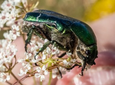 Doğal ortamda Cetonia aurata böceğine yakın çekim