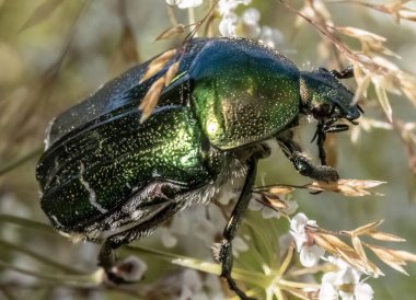 Doğal ortamda Cetonia aurata böceğine yakın çekim