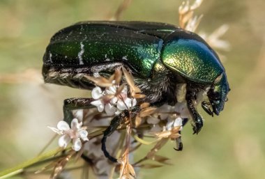 Doğal ortamda Cetonia aurata böceğine yakın çekim