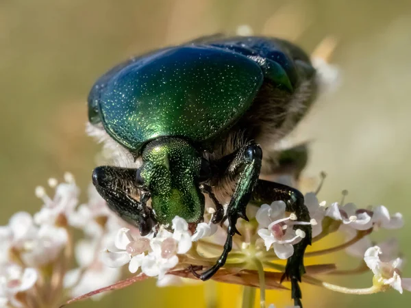 Крупный План Cetonia Aurata Bug Естественной Среде — стоковое фото