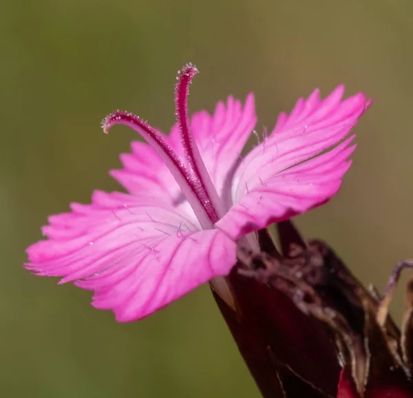 Primer Plano Con Flores Dianthus Carthusianorum Sobre Fondo Verde Natural — Foto de Stock