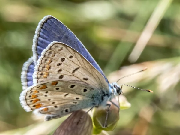 Idas blue butterfly ( Plebejus idas ) in grass. Beautiful butterfly butterfly on meadow.