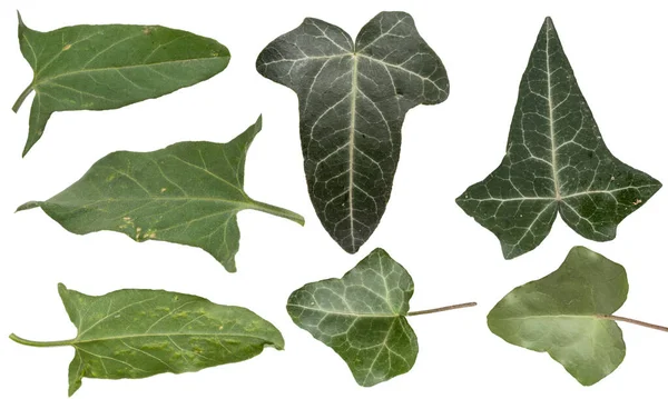 Sbírka Různých Zelených Listů Izolovaných Bílém Pozadí — Stock fotografie