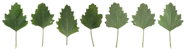 白い背景に隔離された異なる緑の葉のコレクション — ストック写真