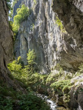 Corcoaia Gorge (Cheile Corcoaia), Romanya 'nın Gorj ilinin Cerna Sat kenti yakınlarında korunan bölge