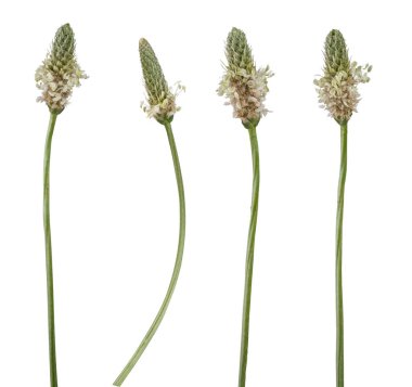 Beyaz zemin üzerinde izole çiçekler (bitkisel ana) ile makro fotoğrafçılık.