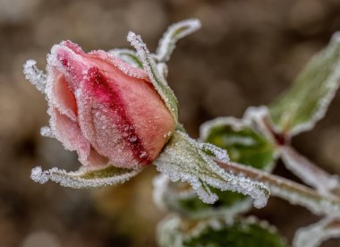 Yumuşak seçici odak arka planında buz kristalleri içinde donmuş bir gül. Soğuk sabah arkaplanı.