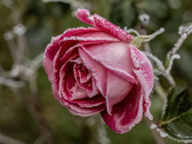 Yumuşak seçici odak arka planında buz kristalleri içinde donmuş bir gül. Soğuk sabah arkaplanı.