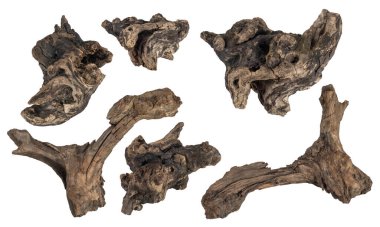 Makro ahşap kök koleksiyonu beyaz arkaplanda izole edildi, (yüksek çözünürlüklü)