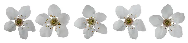 Colección Flores Ciruela Cereza Aisladas Sobre Fondo Blanco Fotos de stock