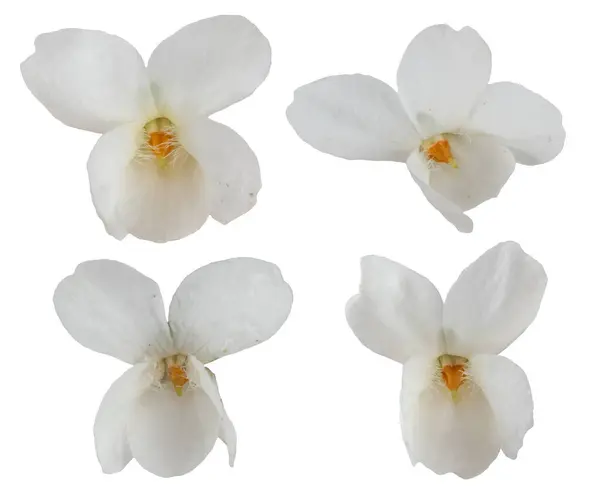 Colección Flores Blancas Viola Aisladas Sobre Fondo Blanco Imagen de archivo