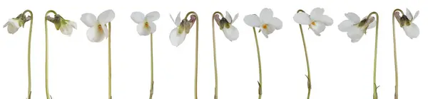 Coleção Flores Brancas Viola Isolada Sobre Fundo Branco Imagens Royalty-Free
