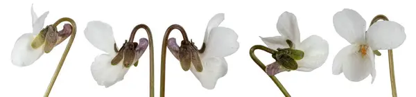 Coleção Flores Brancas Viola Isolada Sobre Fundo Branco Imagens Royalty-Free