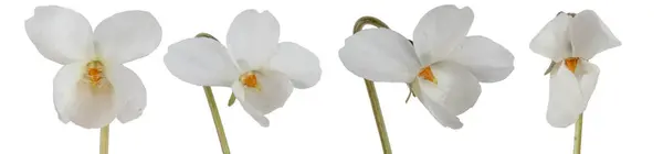 Coleção Flores Brancas Viola Isolada Sobre Fundo Branco Imagem De Stock