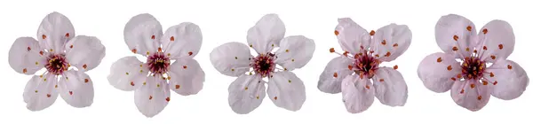 Colección Flores Manzano Rosado Malus Purpurea Aisladas Sobre Fondo Blanco Imagen de stock