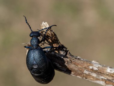 Avrupa yağ böceği (Meloe proscarabaeus) görünümü
