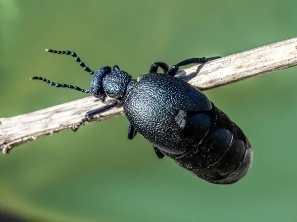 Escarabajo Europeo Del Aceite Meloe Proscarabaeus View Imagen de stock