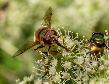 Close-up with Hoverfly Eristalis interrupta sitting on a  flower.  clipart