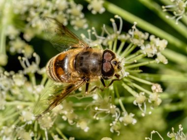 Hoverfly Eristalis ile yakın plan bir çiçeğin üzerinde otururken kesiliyor.. 