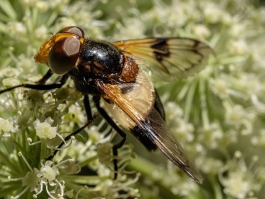 Bir çiçeğin üzerinde oturan Pellucid sinek (Volucella pellucens) ile yakın çekim. 