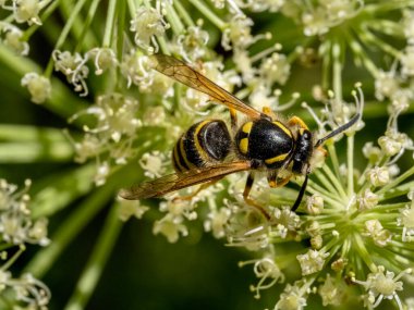 Bir çiçeğin üzerinde oturan sıradan bir eşekarısı (Vespula vulgaris) ile yakın çekim. 