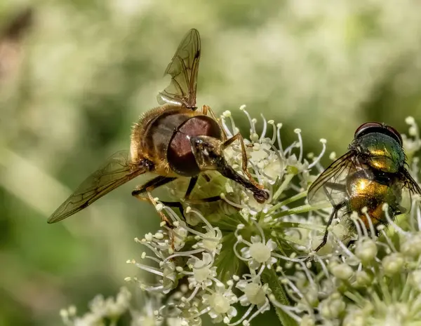 stock image Close-up with Hoverfly Eristalis interrupta sitting on a  flower. 