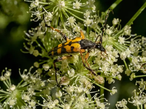 stock image Close-up with Spotted long horn beetle Ruptela maculata  sitting on a  flower. 