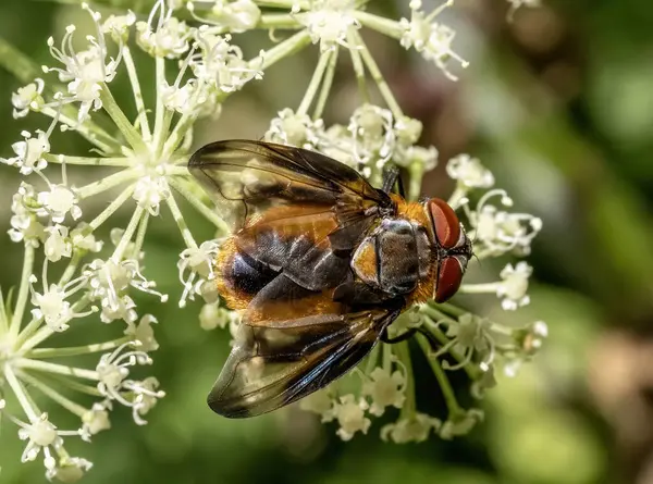 stock image Close-up with Pellucid fly (Volucella pellucens) sitting on a  flower. 